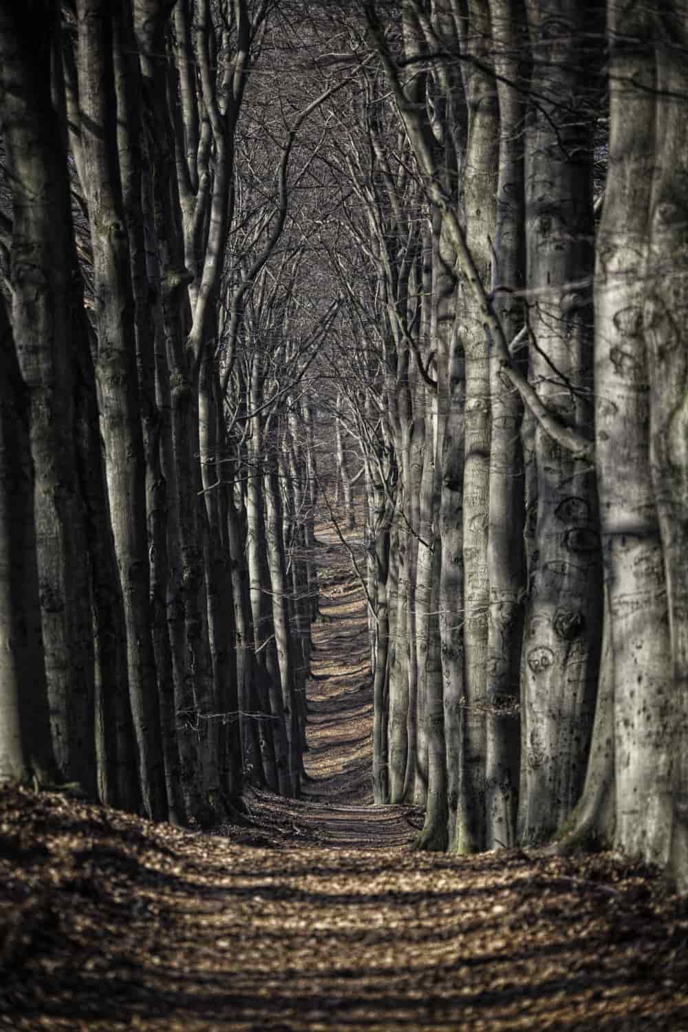 Secrets de famille, somatisation, psychogénéalogie et hypnose