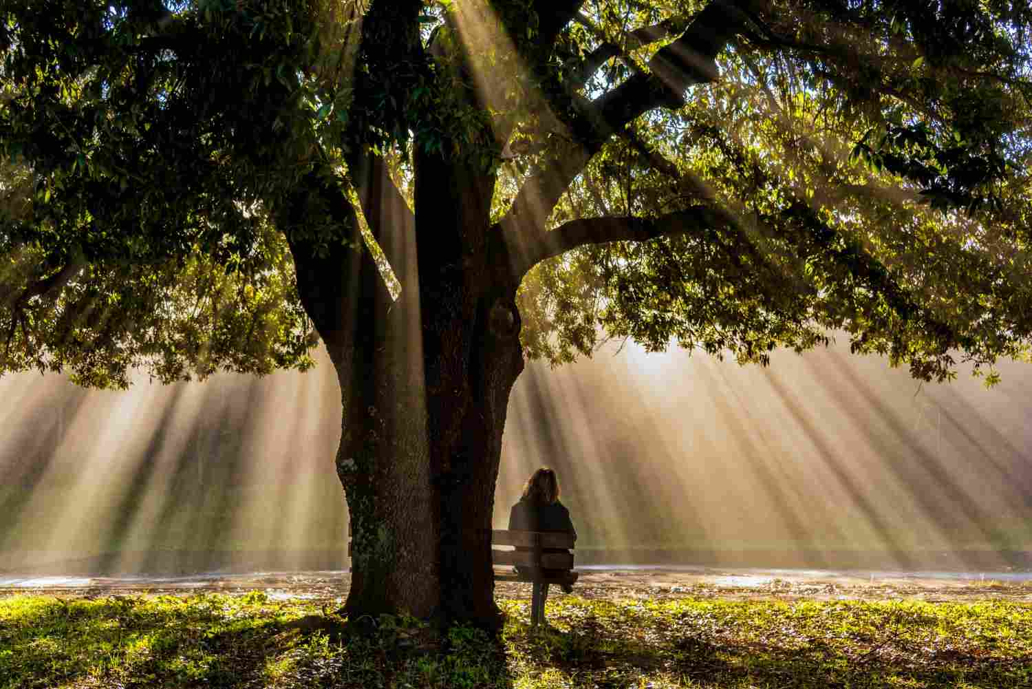 Psychogénéalogie Chatou, arbre généalogique, hypnose transgénérationnelle